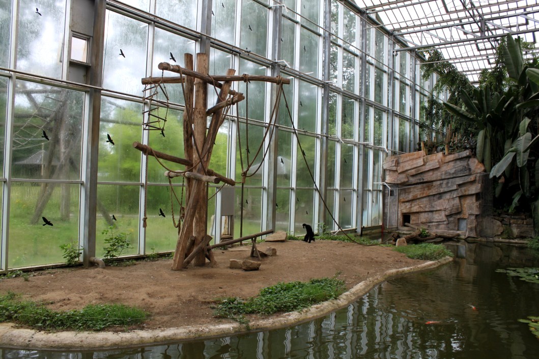 Planckendael - Asian Tropical House (Gibbon Island)