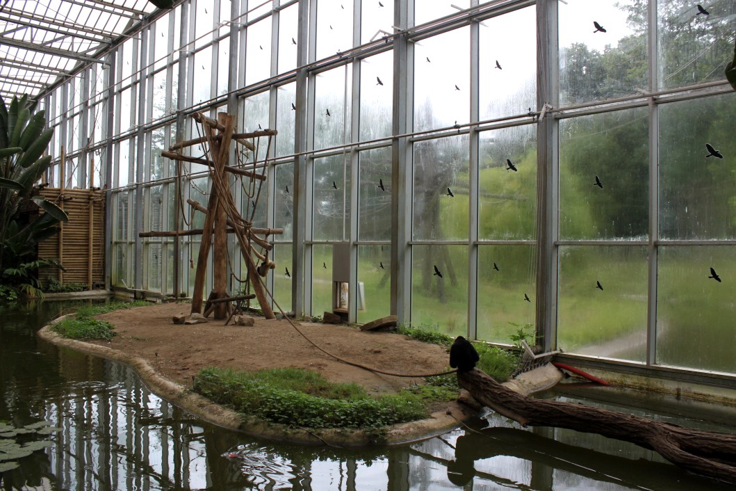 Planckendael - Asian Tropical House (Gibbon Island)