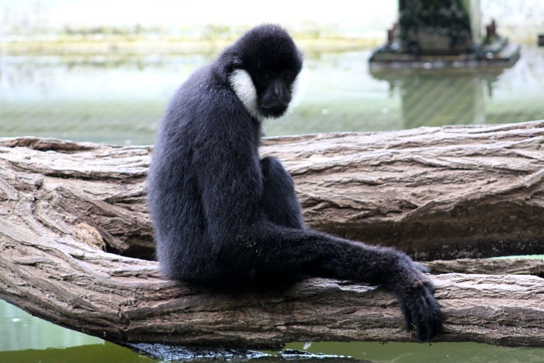 Planckendael - Asian Tropical House (Gibbon)