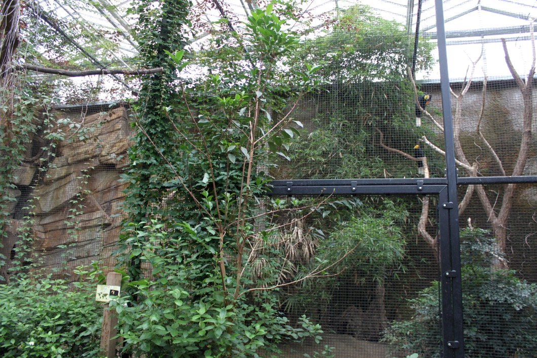 Planckendael - Asian Tropical House (Hornbill aviary)