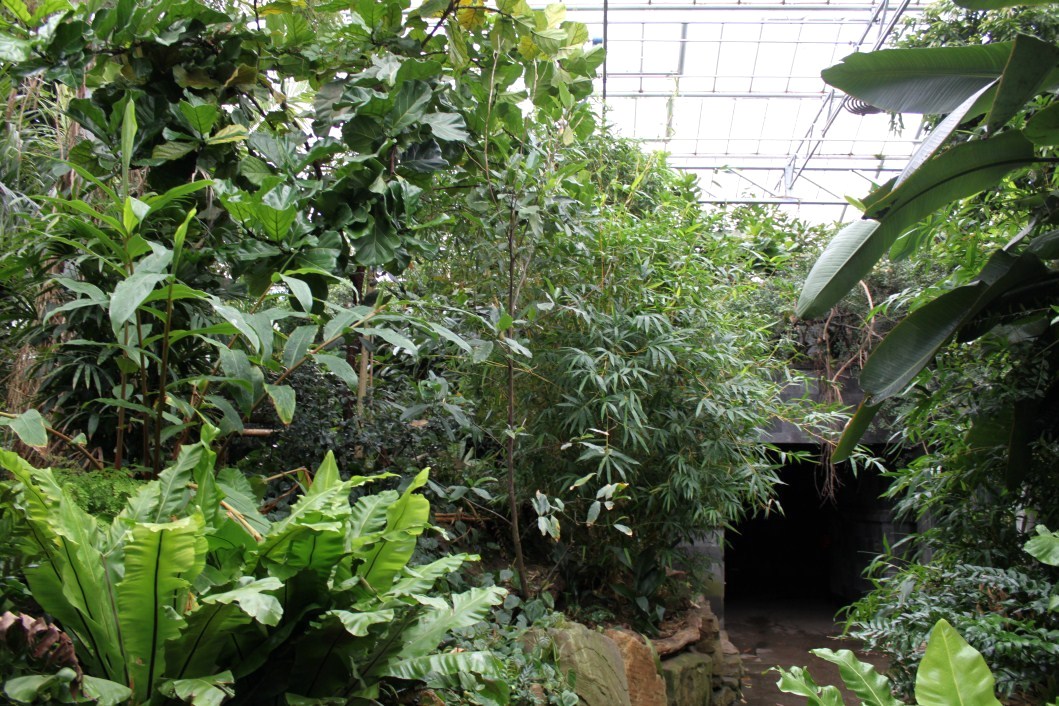 Planckendael - Asian Tropical House