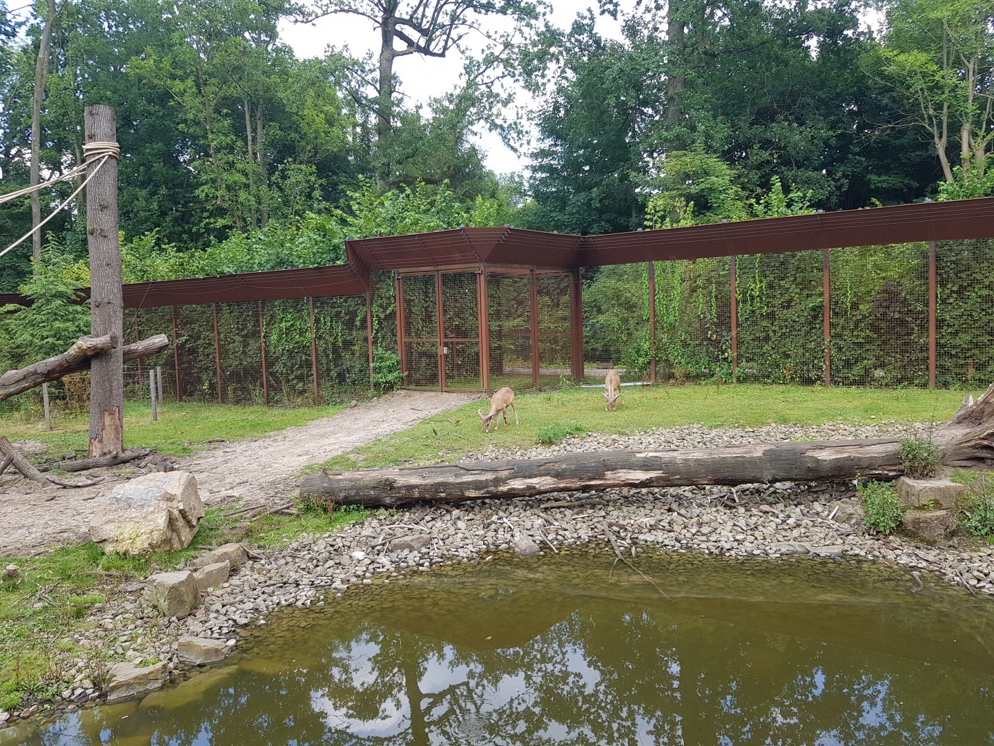 Planckendael Barbary sheep