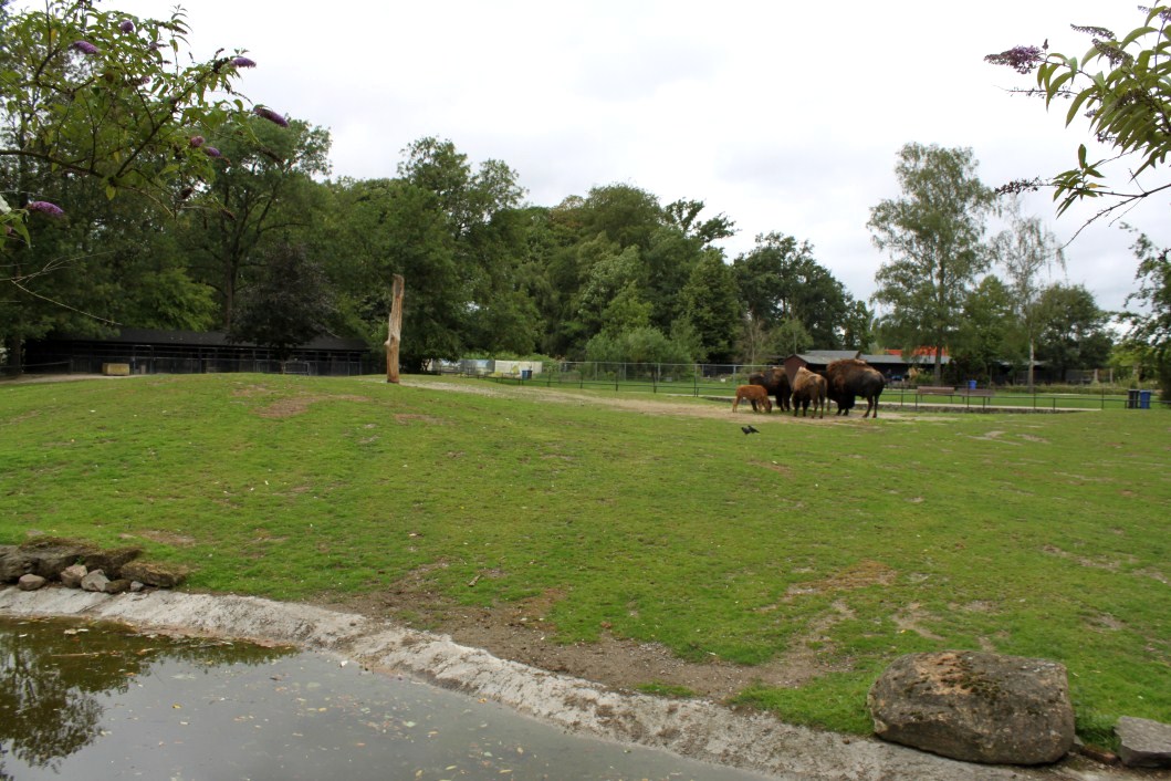 Planckendael - Bison exhibit