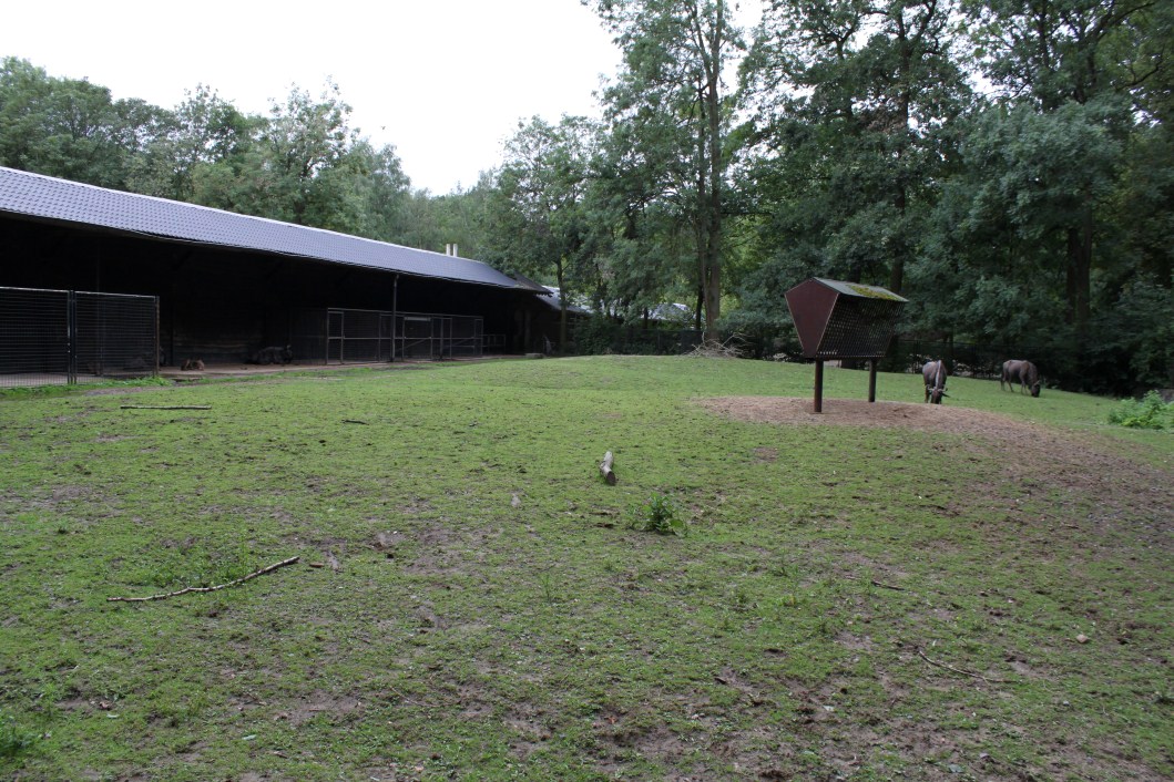 Planckendael - Blue wildeest exhibit