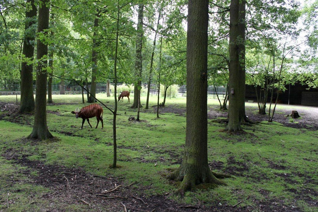Planckendael - Bongo exhibit