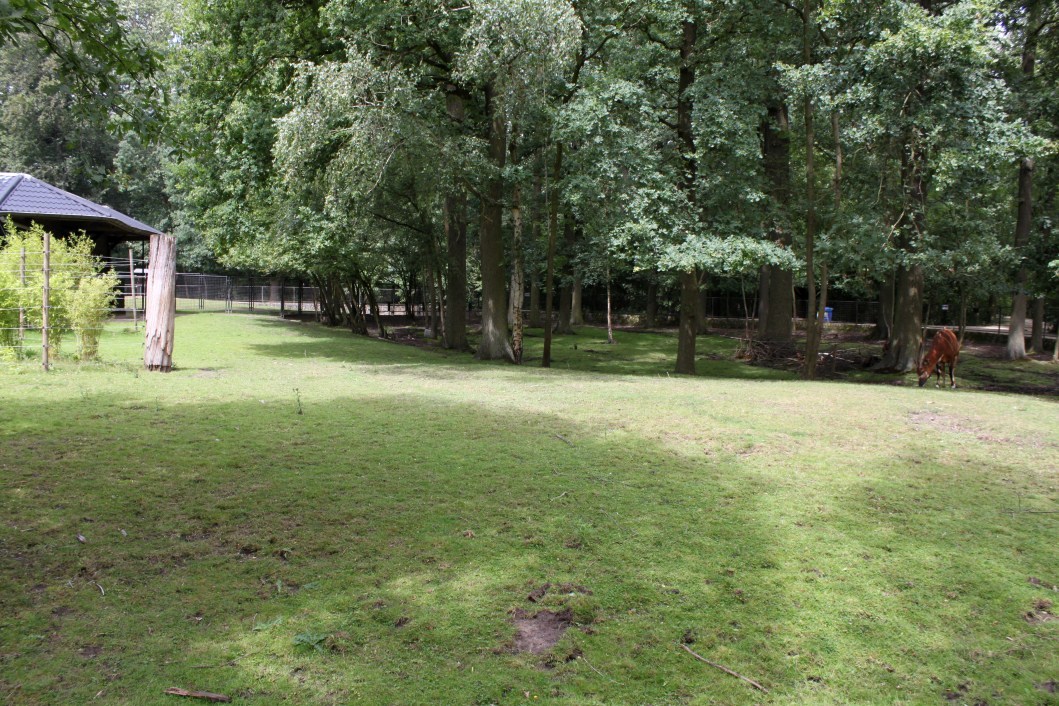 Planckendael - Bongo exhibit