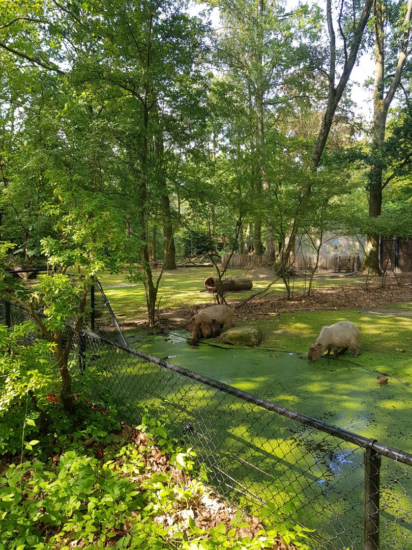 Planckendael Capybara with young