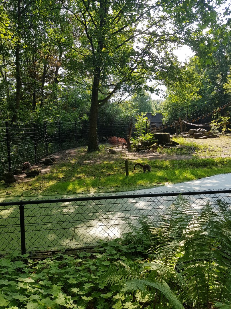 Planckendael Chacoan peccary with pigglets and White-nosed coati