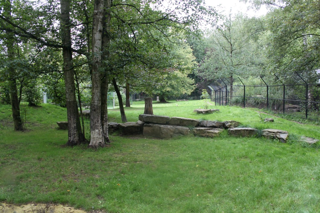 Planckendael - Cheetah exhibit