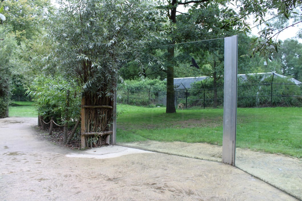 Planckendael - Cheetah exhibit