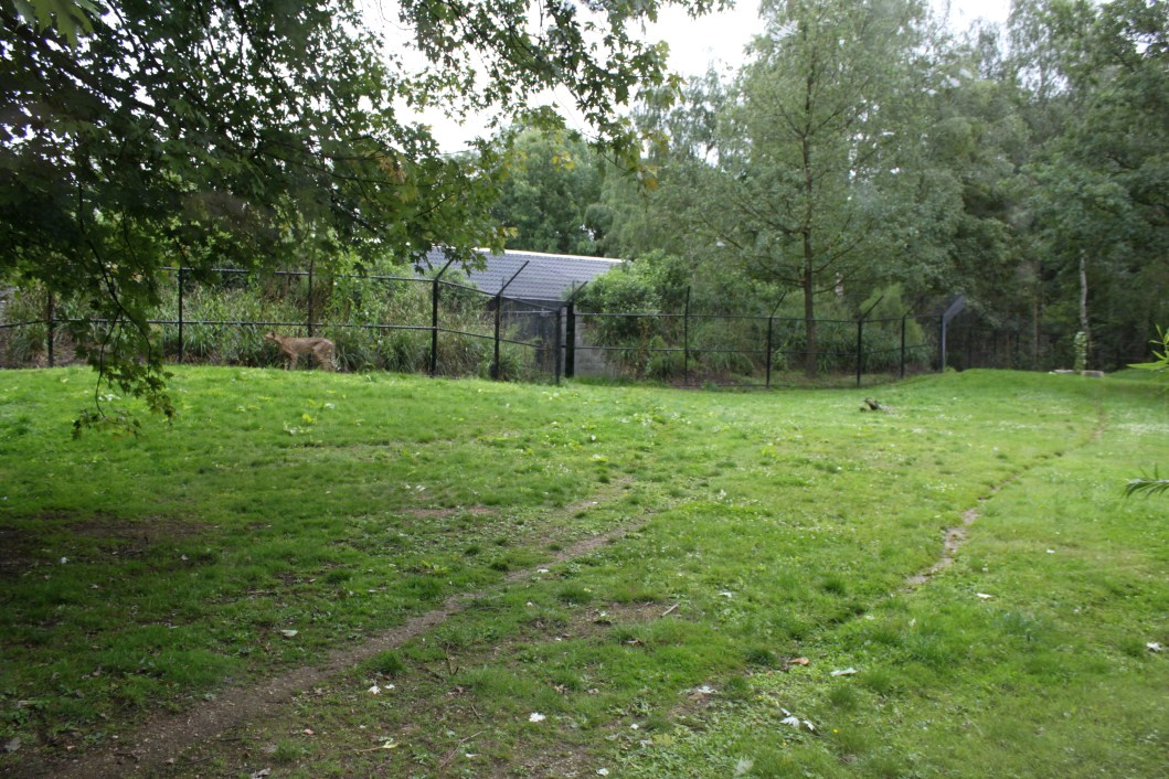 Planckendael - Cheetah exhibit