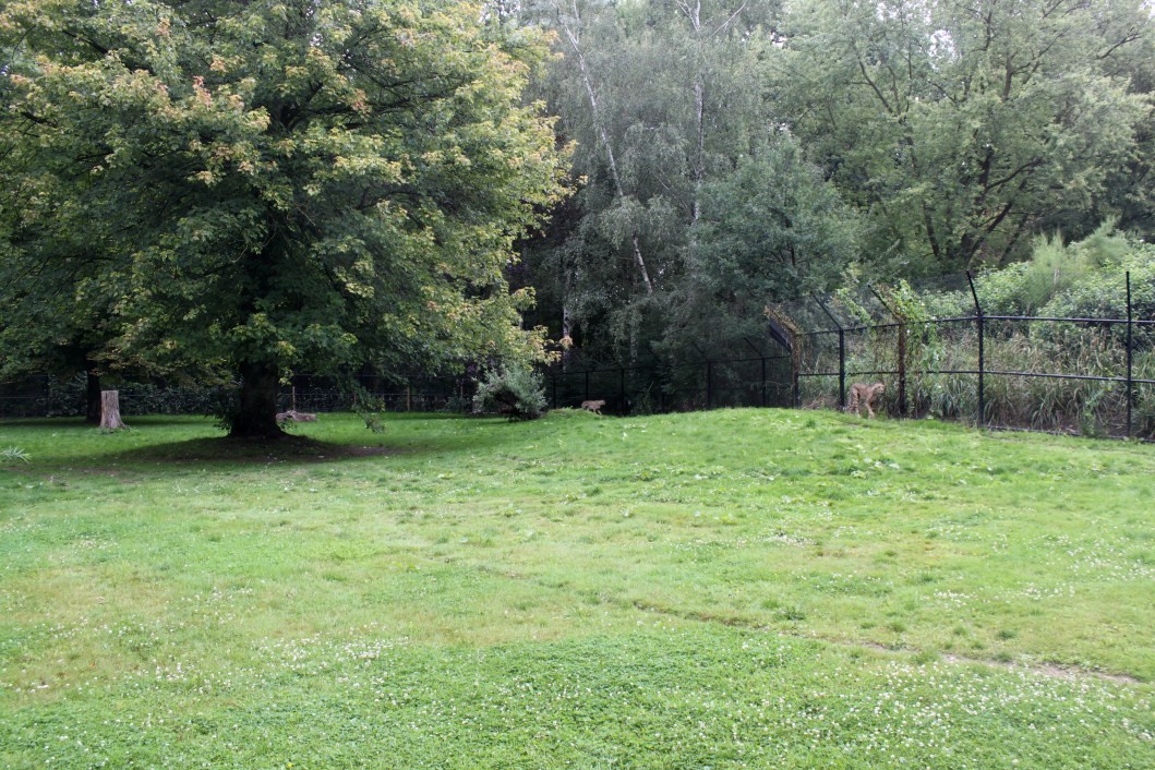 Planckendael - Cheetah exhibit