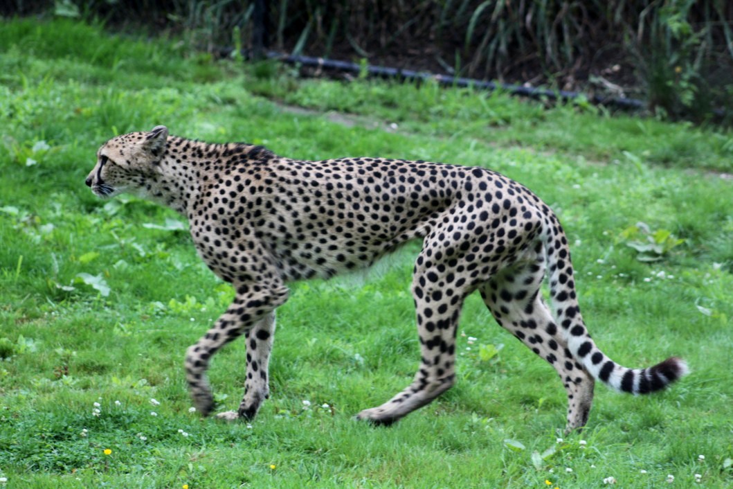 Planckendael - Cheetah
