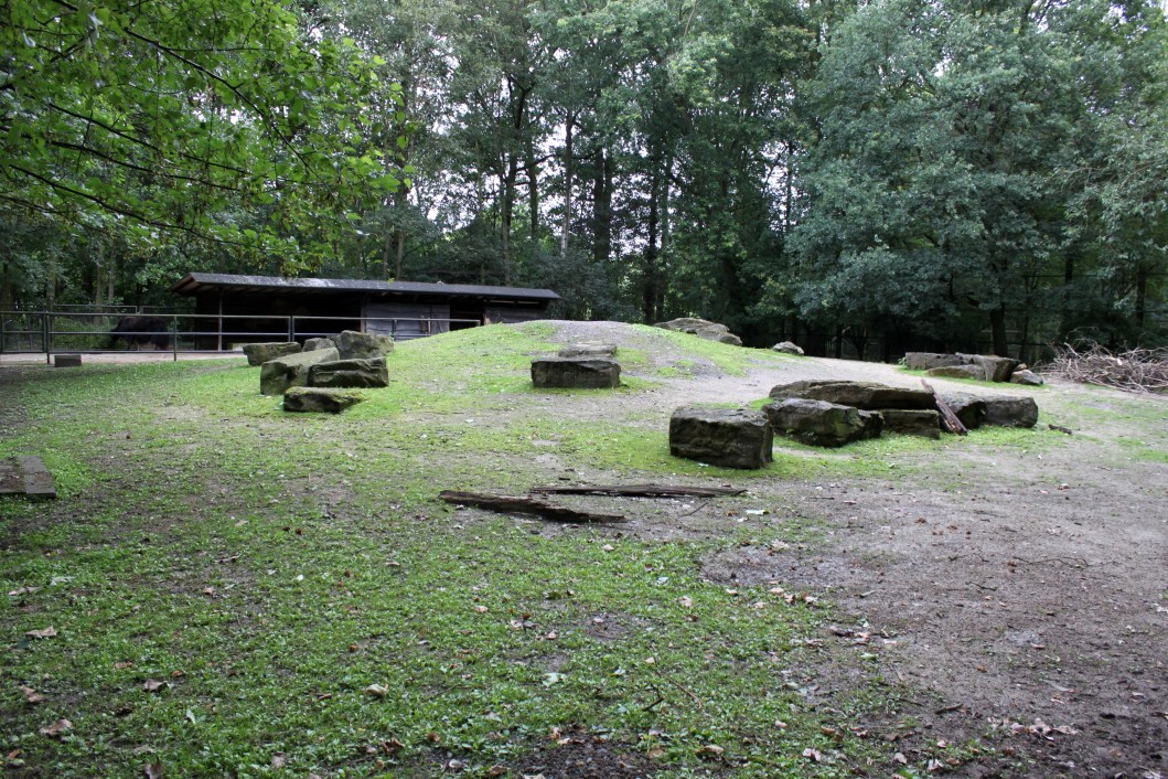 Planckendael - Domestic yak exhibit