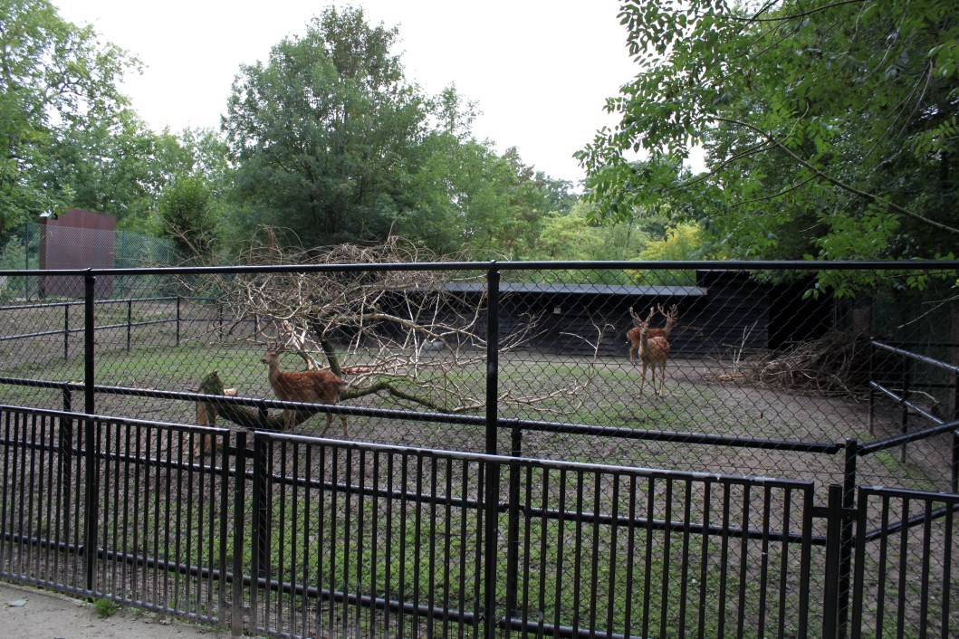 Planckendael - Dybowski deer exhibit