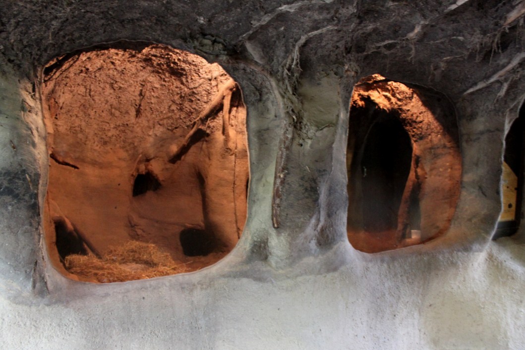 Planckendael - Europe (Badger)