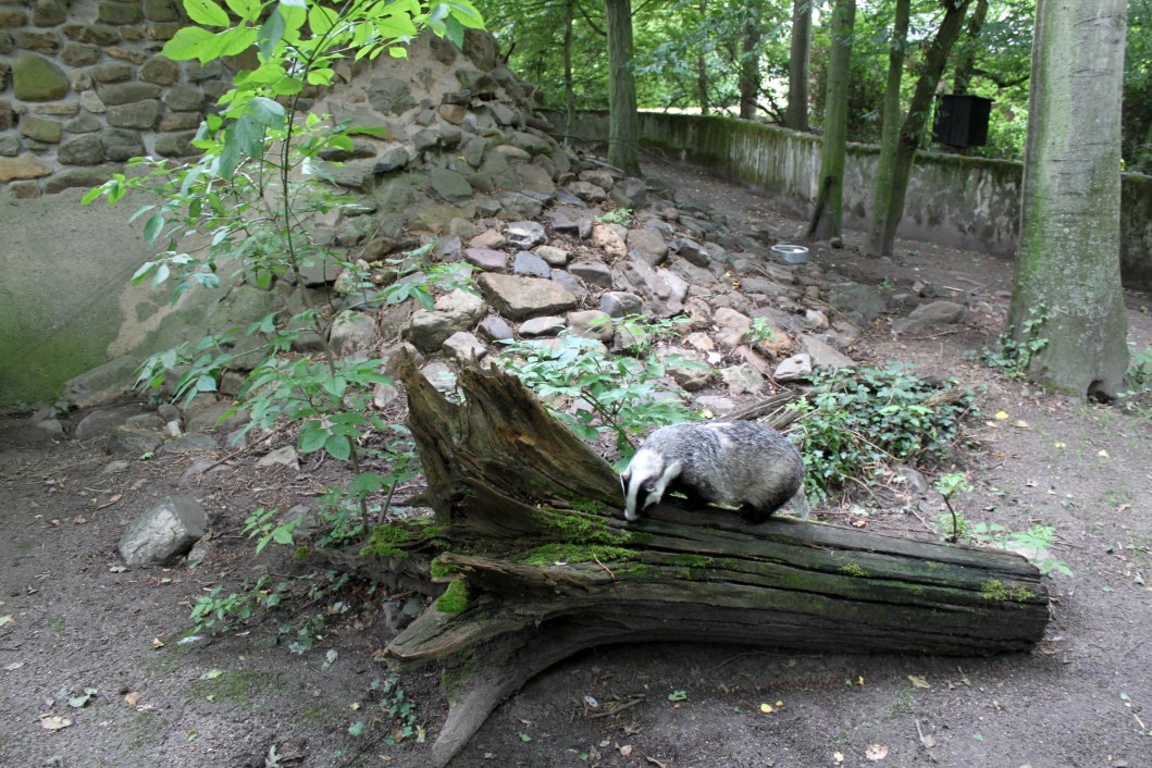 Planckendael - Europe (Badger)