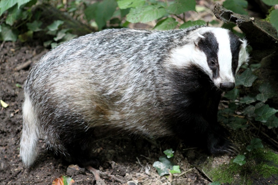 Planckendael - Europe (Badger)