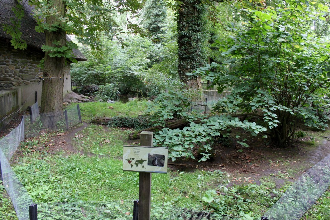 Planckendael - Europe (Raccoon)