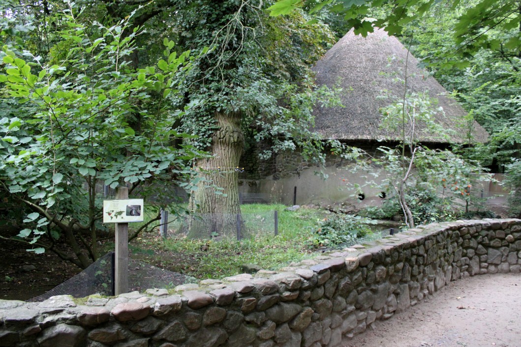 Planckendael - Europe (Raccoon)