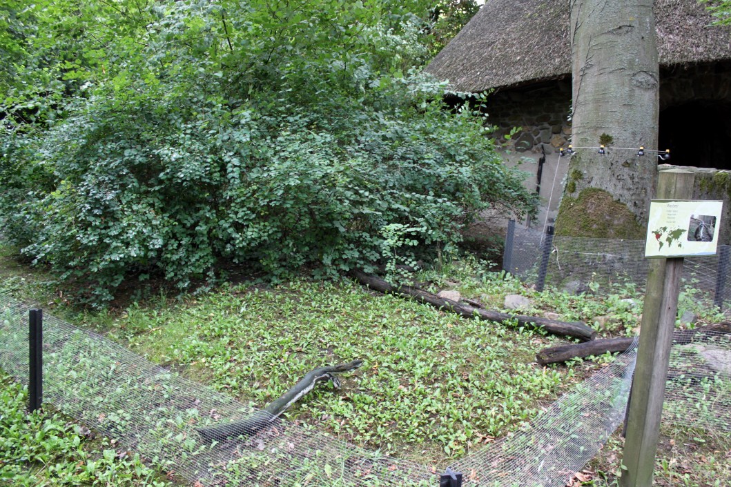 Planckendael - Europe (Raccoon)