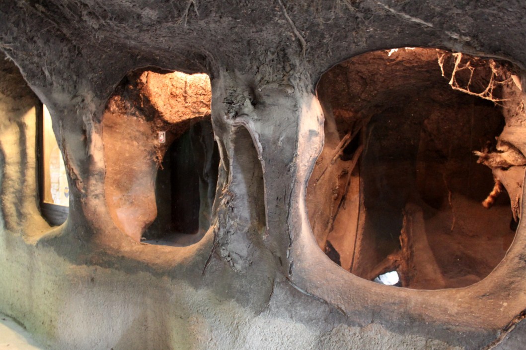 Planckendael - Europe (Raccoon)