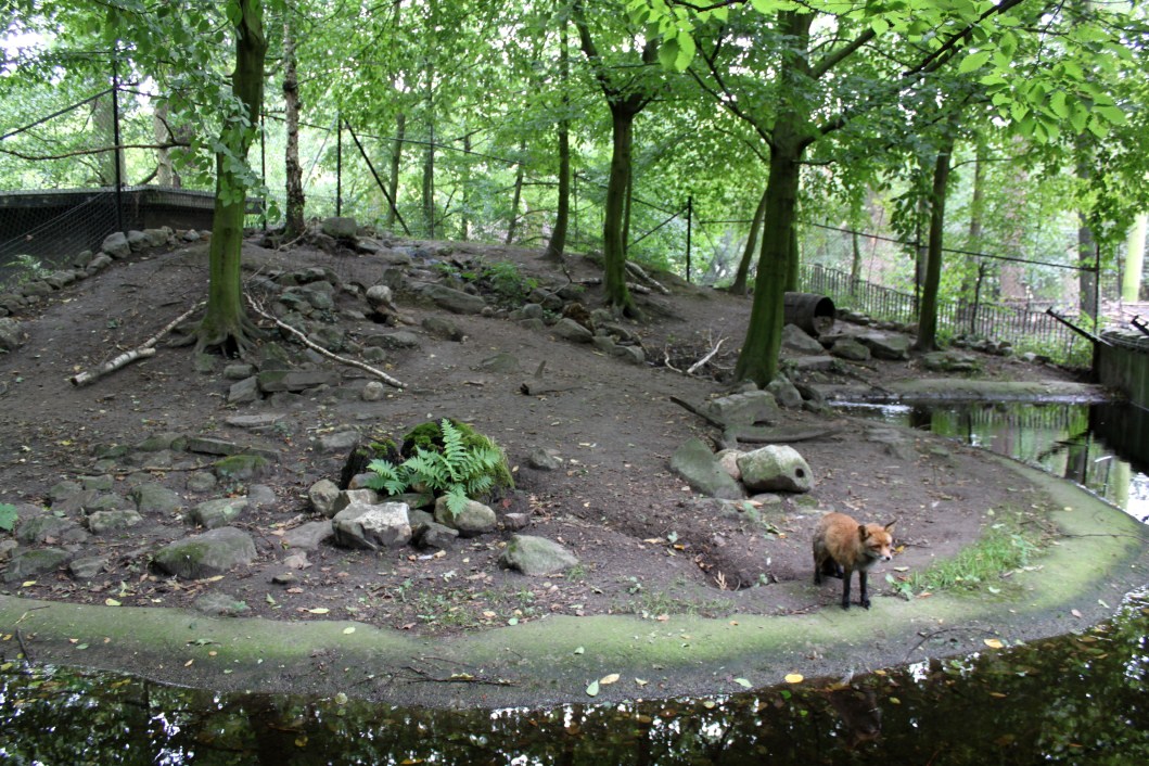 Planckendael - Europe (Red fox)