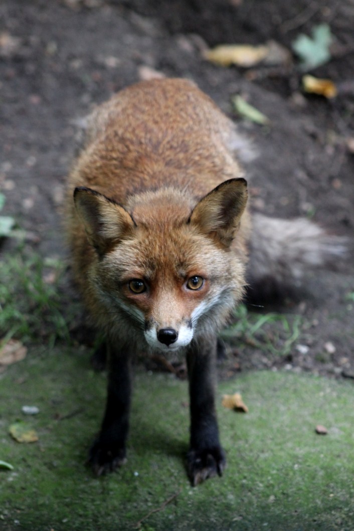 Planckendael - Europe (Red fox)