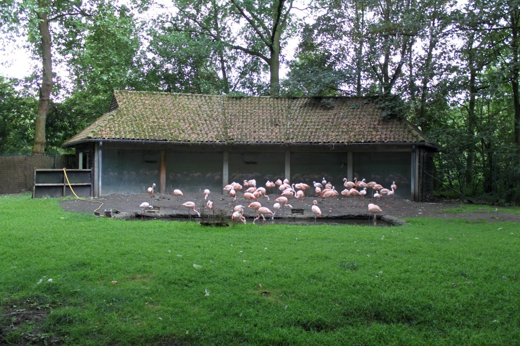 Planckendael - Flamingo exhibit