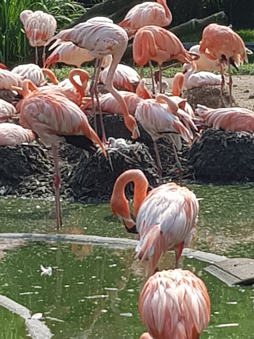 Planckendael Flamingo with chicks