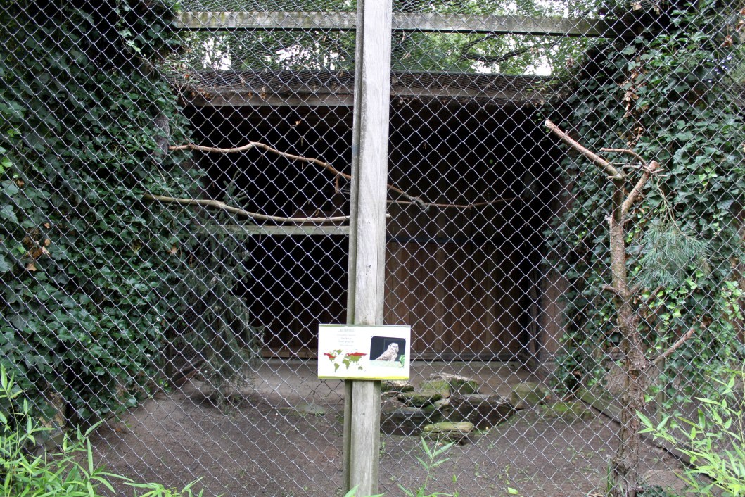 Planckendael - Grey owl aviary