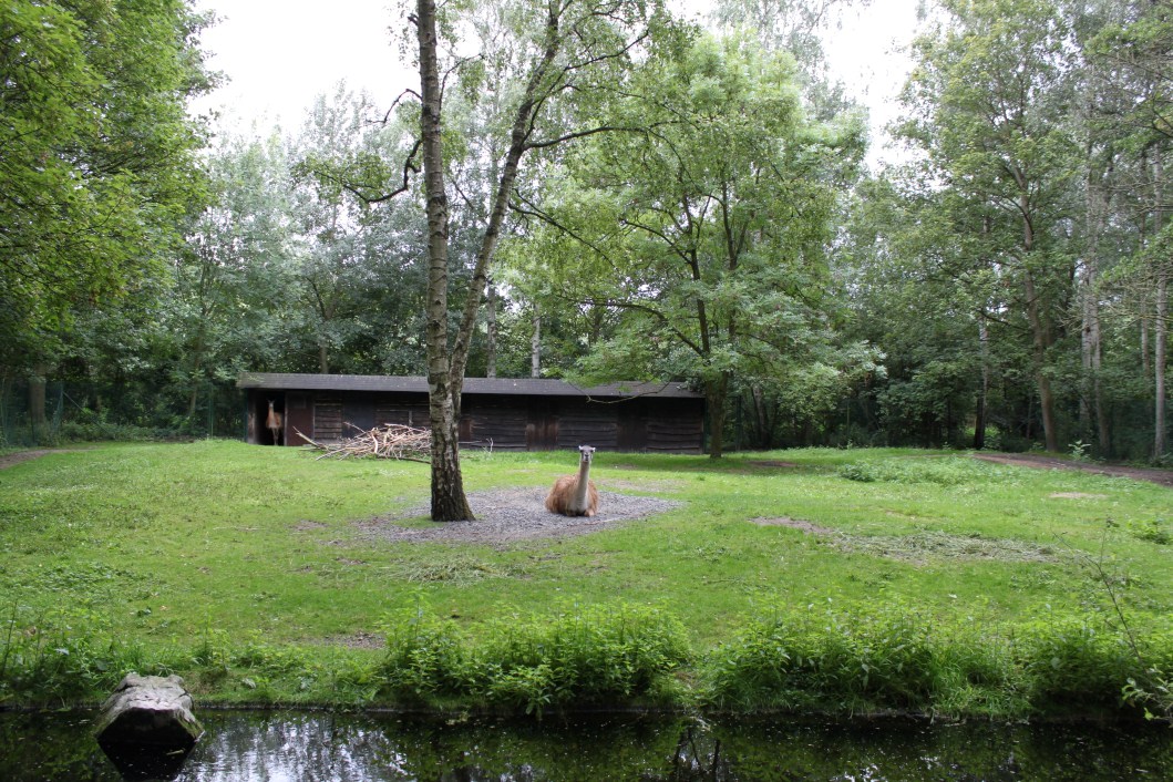 Planckendael - Guanaco exhibit