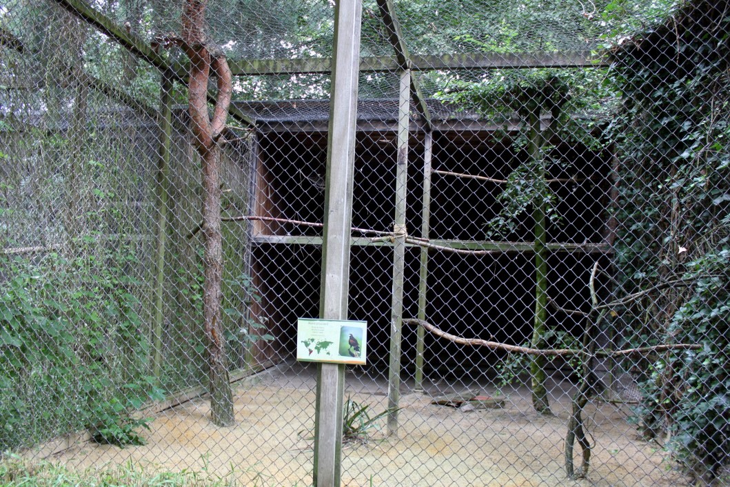 Planckendael - Harris hawk aviary