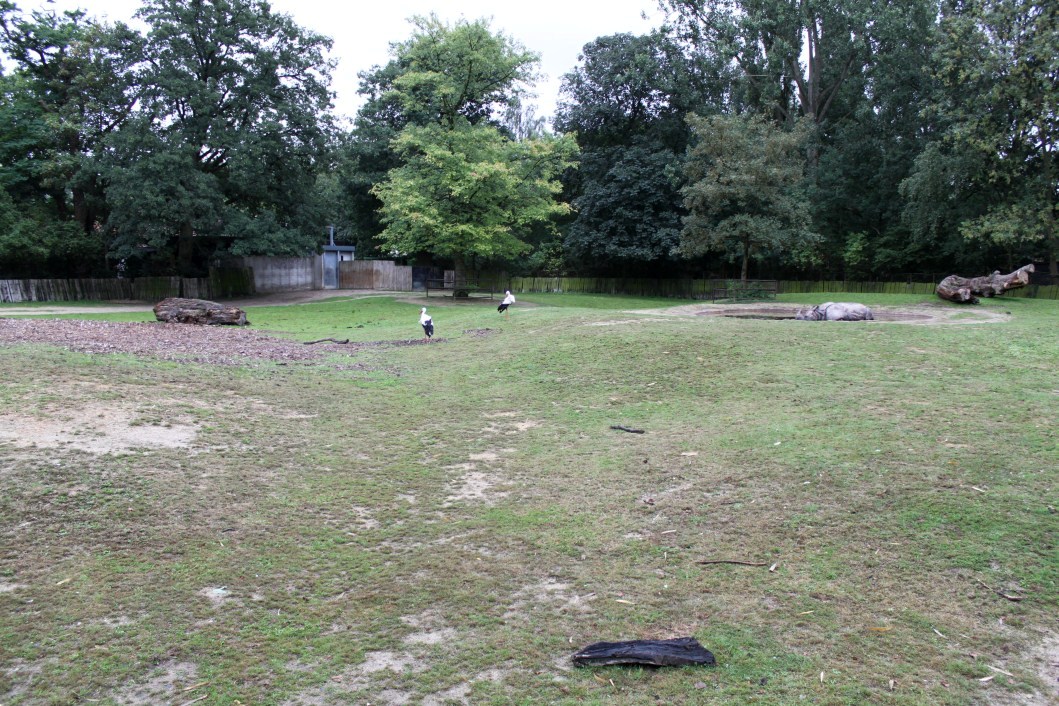 Planckendael - Indian rhino paddock