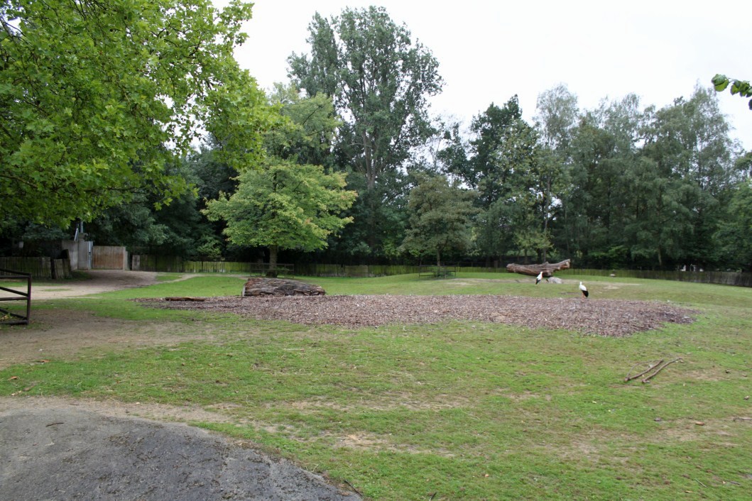 Planckendael - Indian rhino paddock