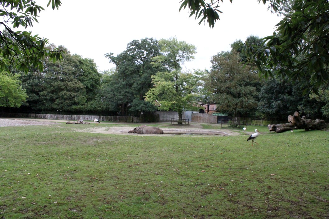 Planckendael - Indian rhino paddock