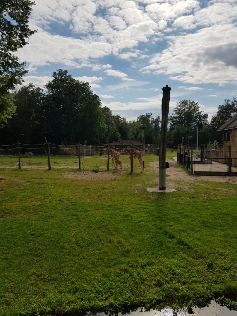 Planckendael Kordofan giraffe young