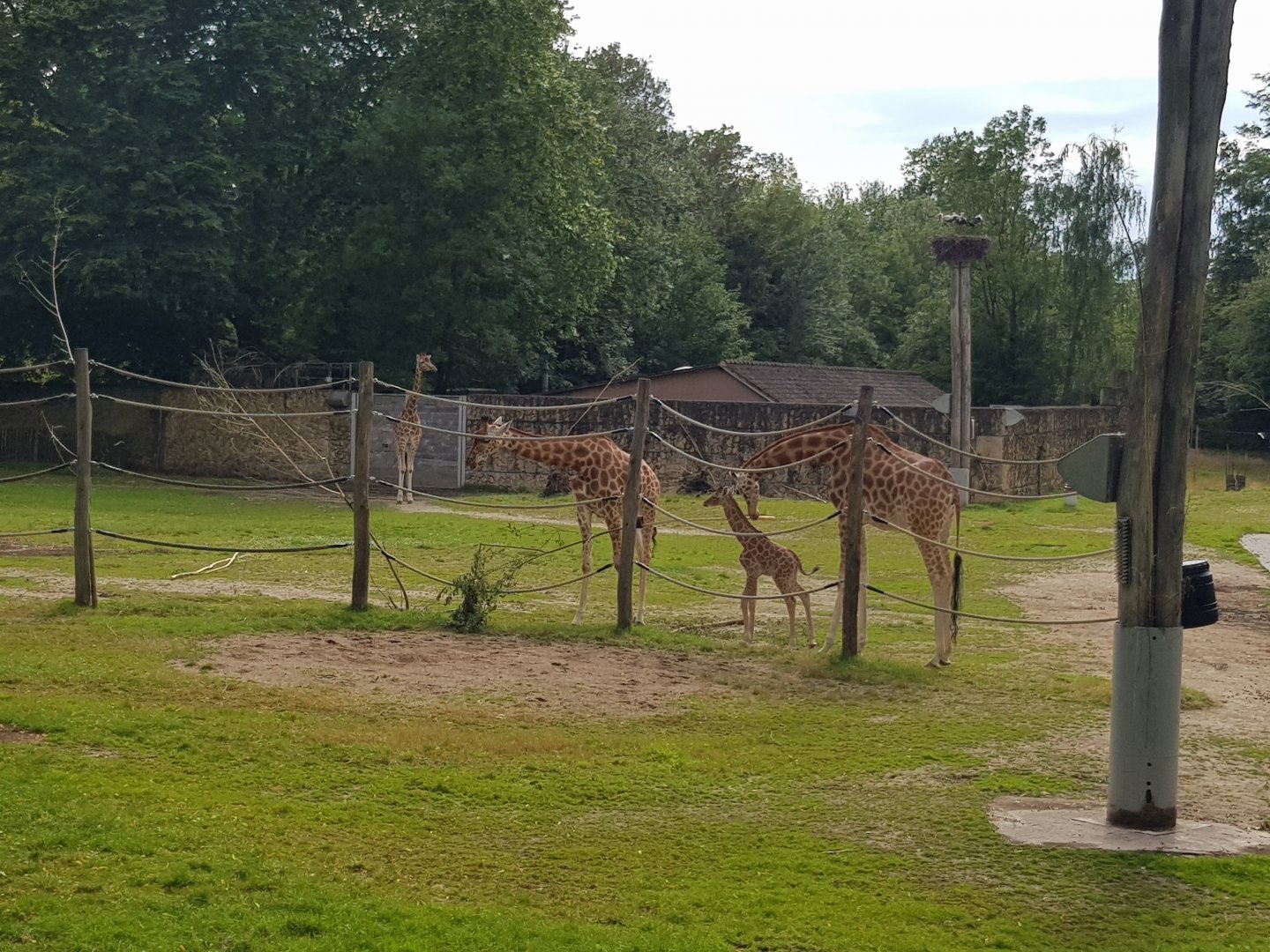 Planckendael Kordofan giraffe young