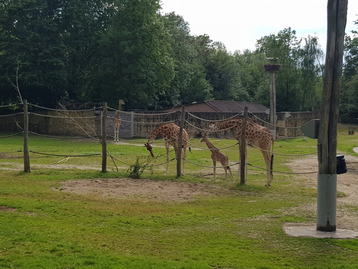 Planckendael Kordofan giraffe young
