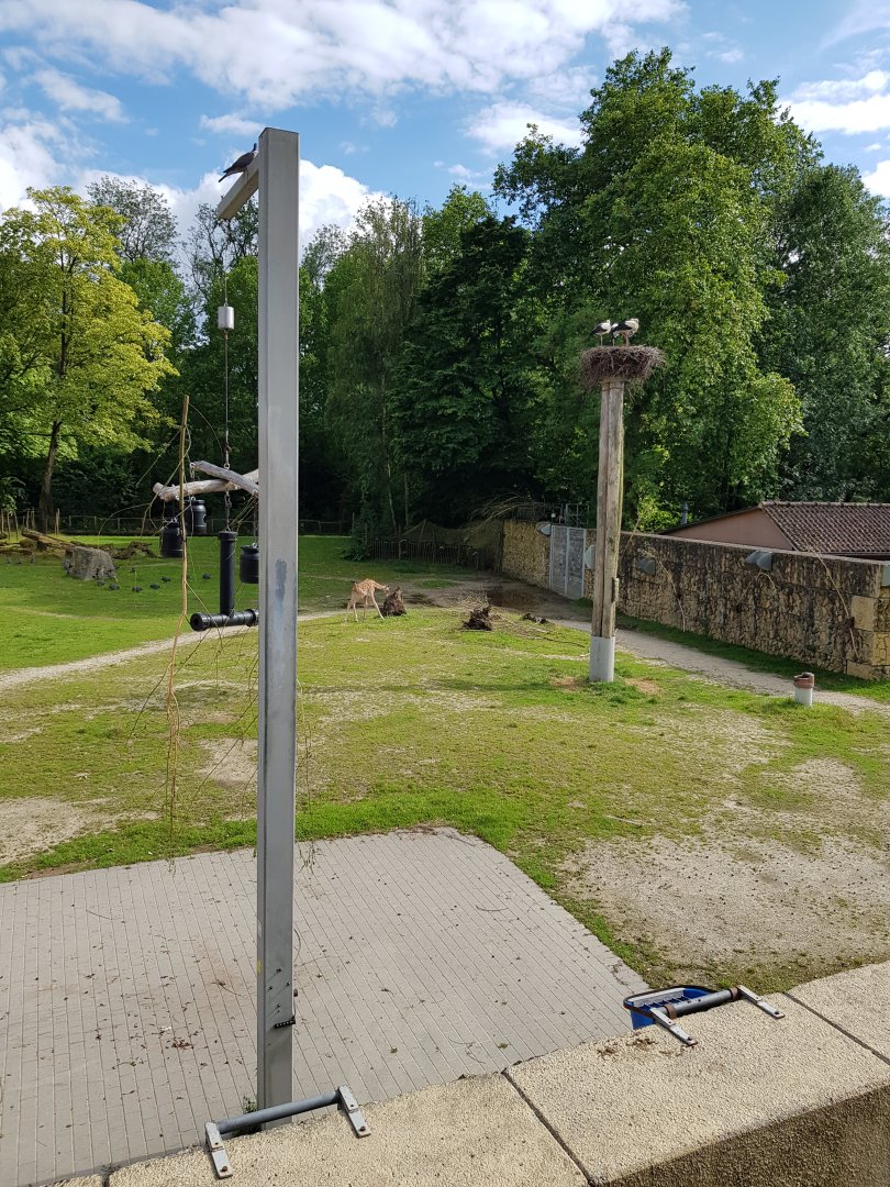 Planckendael Kordofan giraffe young