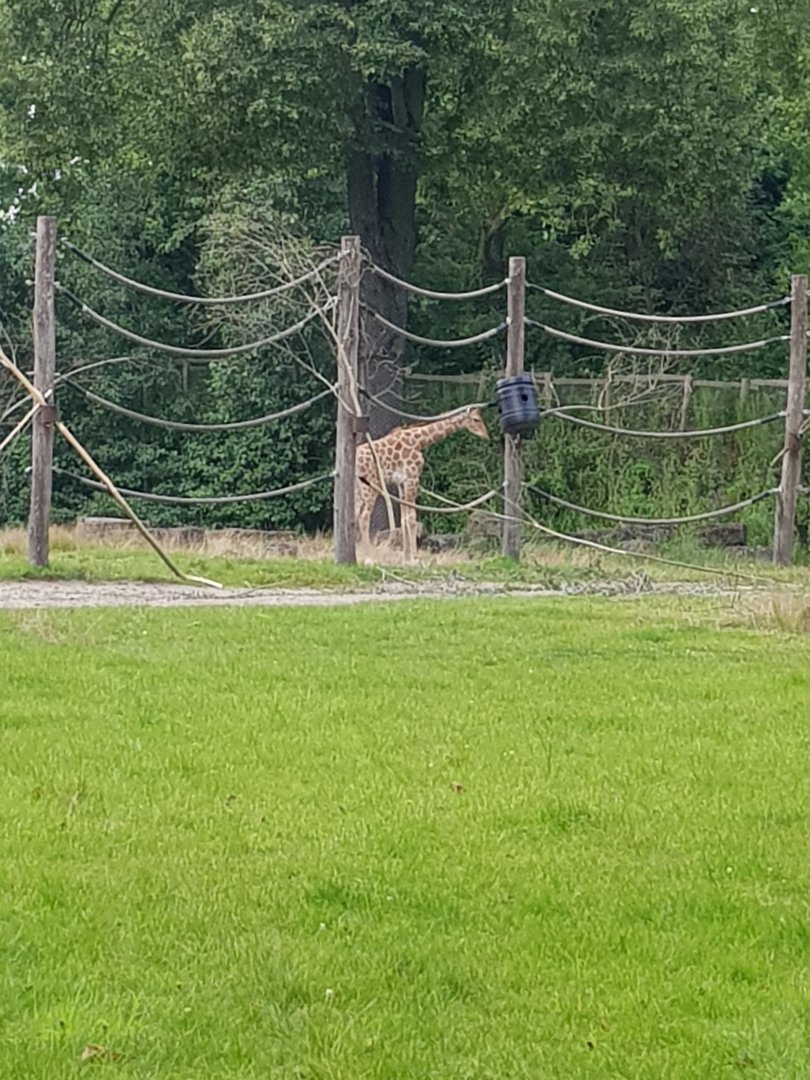 Planckendael Kordofan giraffe young