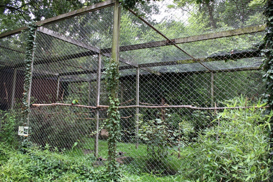 Planckendael - Military macaw aviary