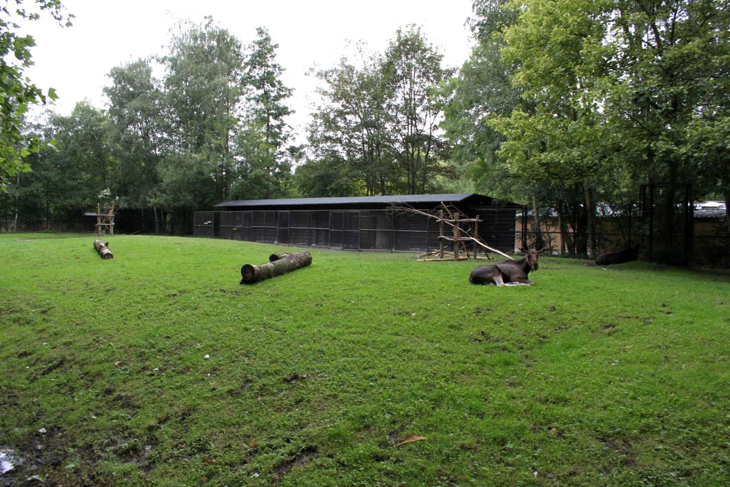 Planckendael - Moose paddock