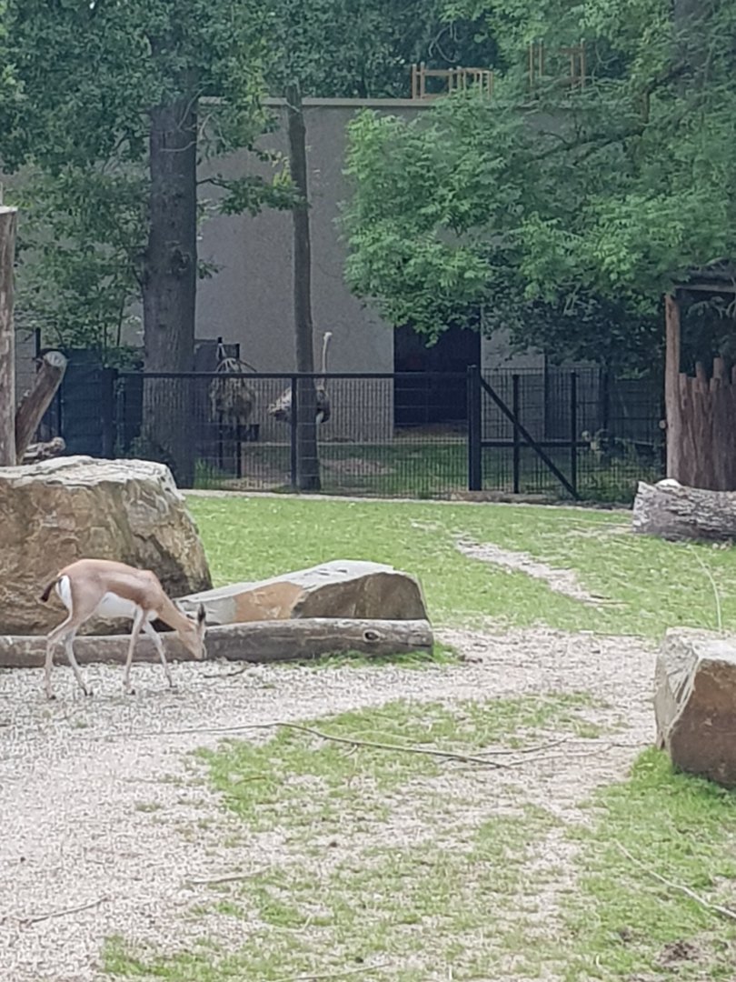 Planckendael North African ostrich and dorcas gazelle
