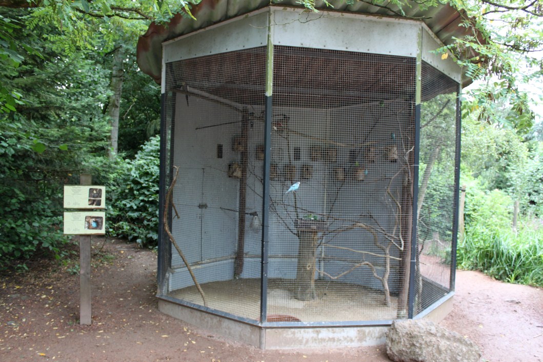 Planckendael - Oceania (Budgie aviary)