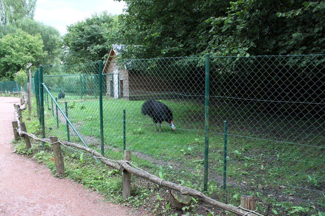 Planckendael - Oceania (Cassowary)