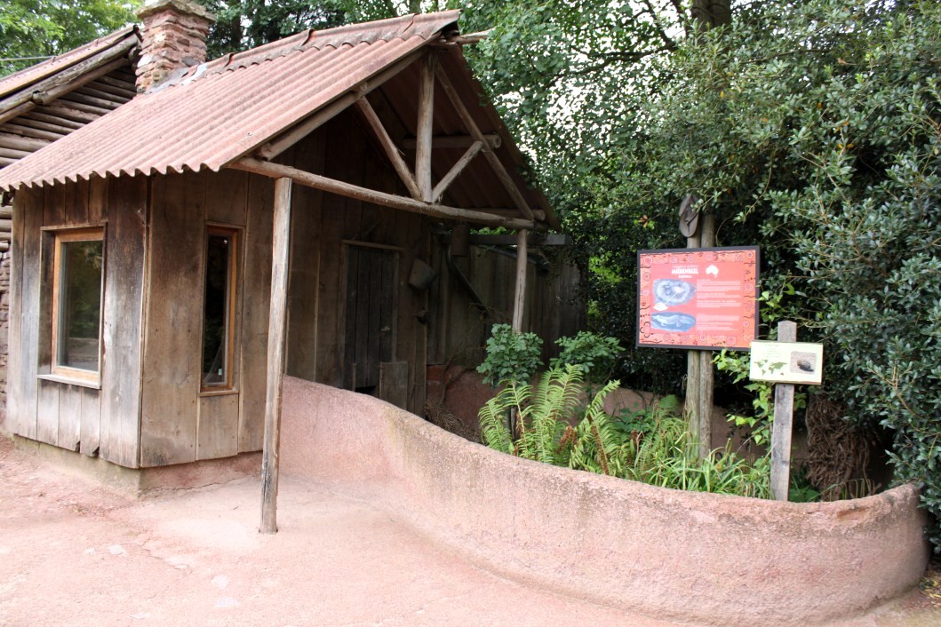 Planckendael - Oceania (Echidna)