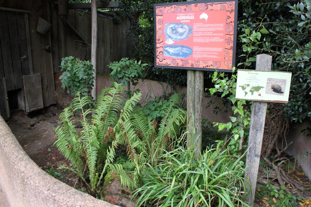 Planckendael - Oceania (Echidna)
