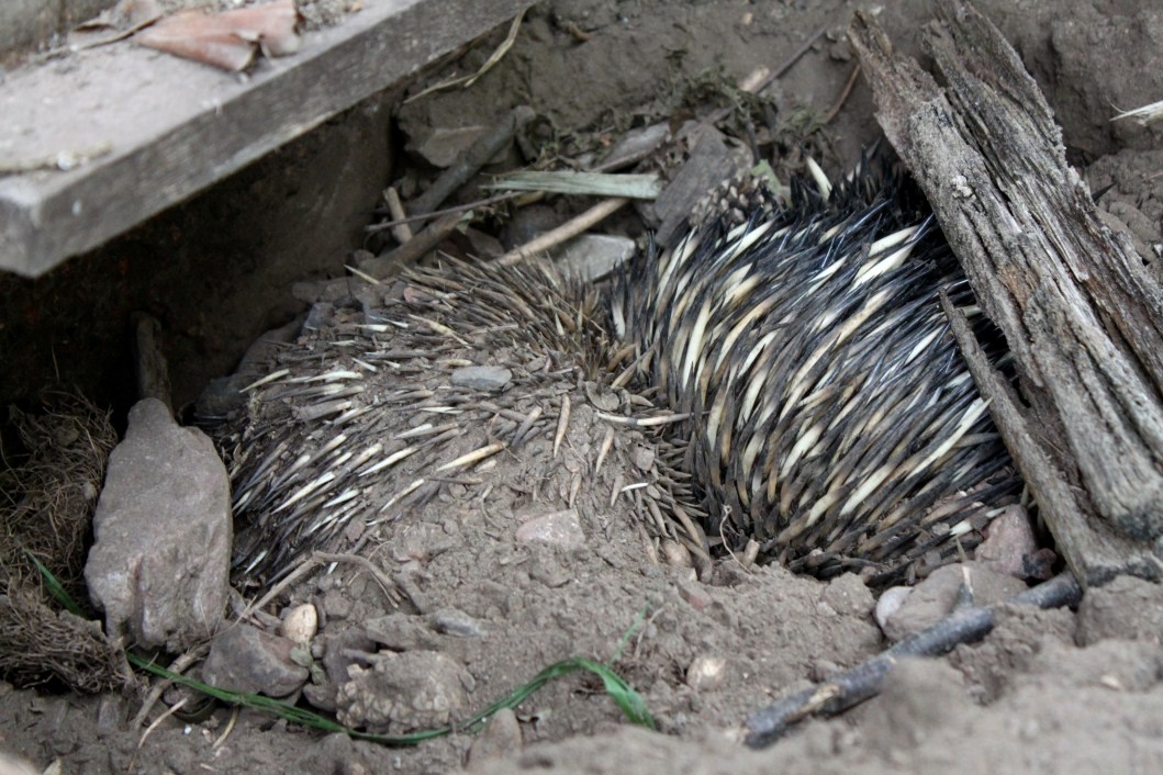 Planckendael - Oceania (Echidna)