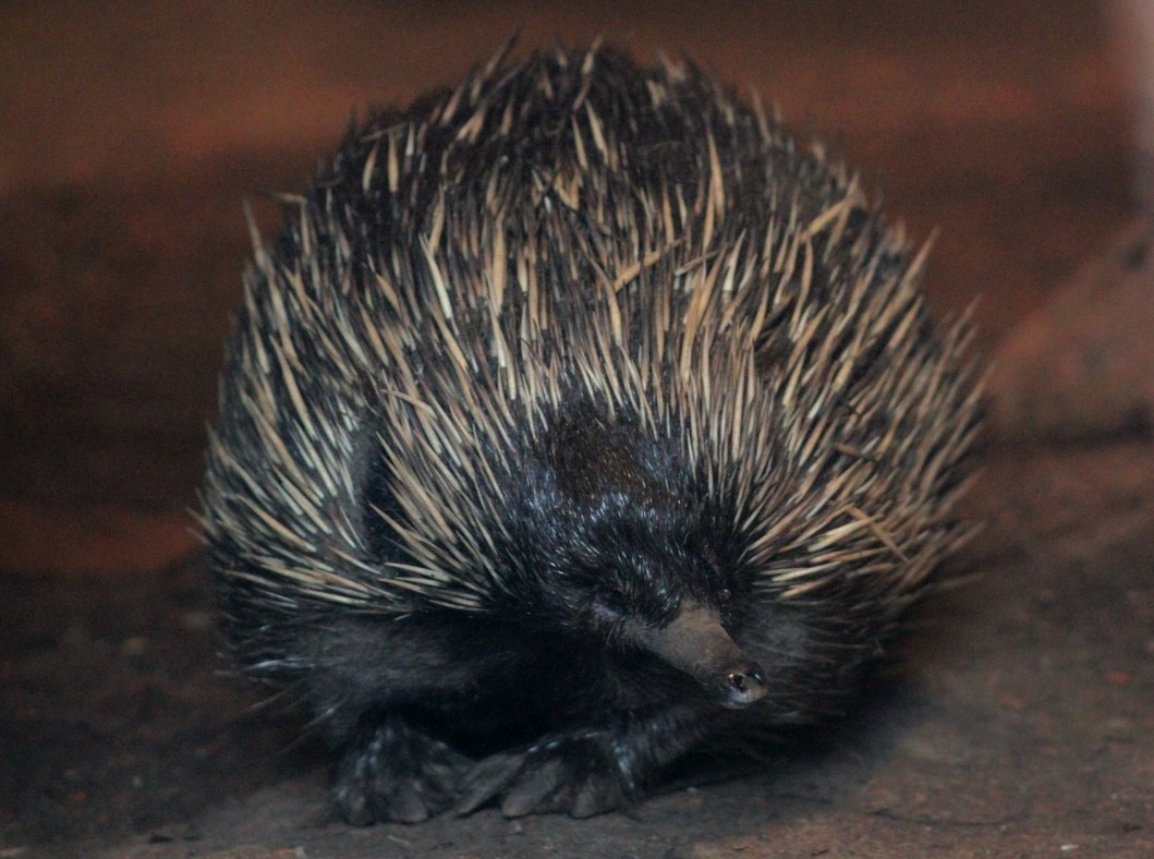 Planckendael - Oceania (Echidna)